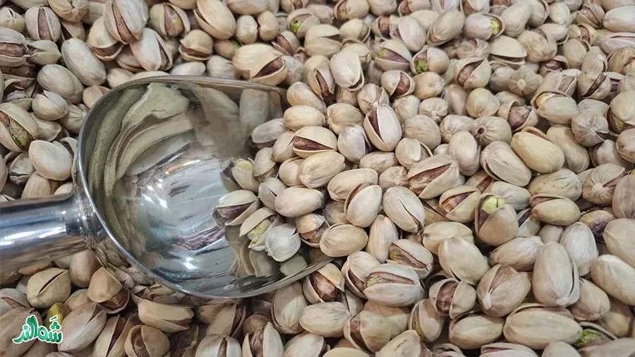 پسته کله قوچی شمالند